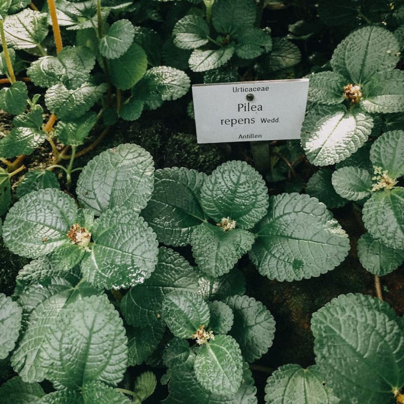 Pilea inaequalis