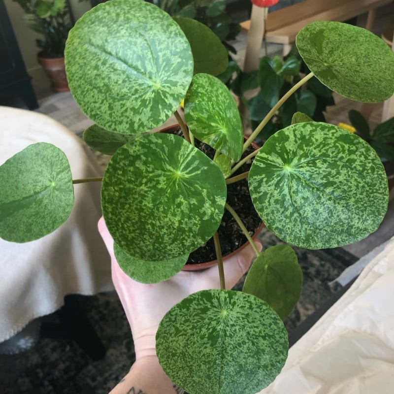 Pilea peperomioides 'Mojito'