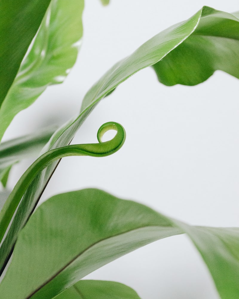 Asplenium nidus