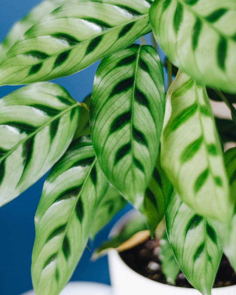 Calathea leopardina