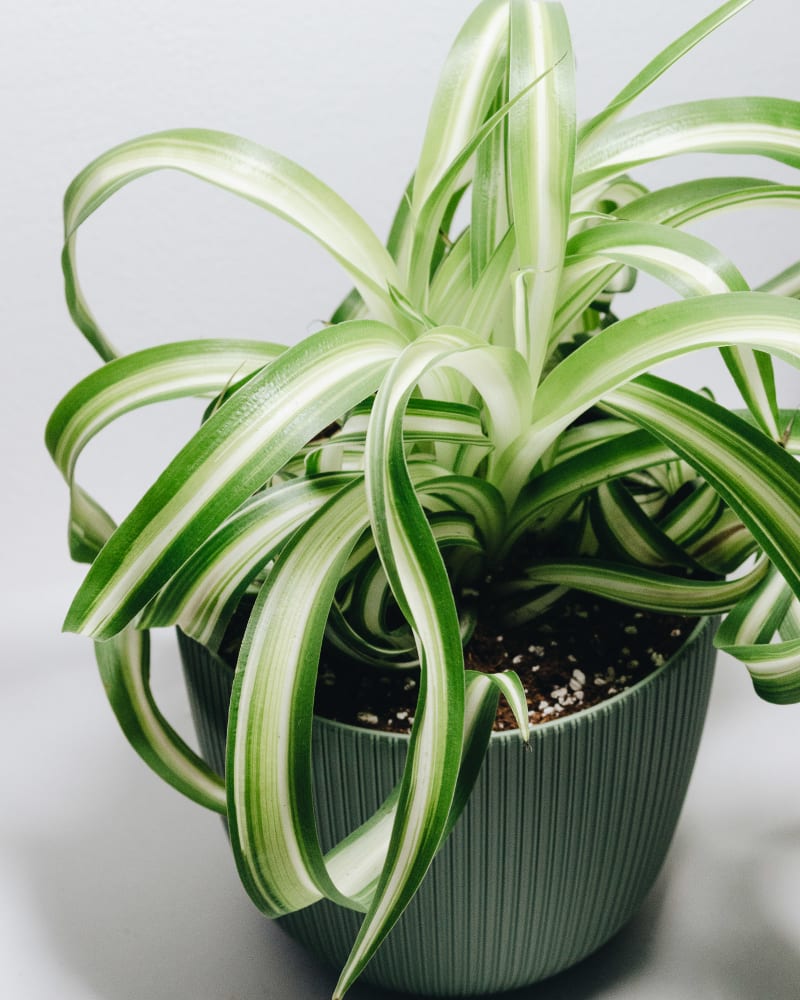 Chlorophytum ‘Bonnie’