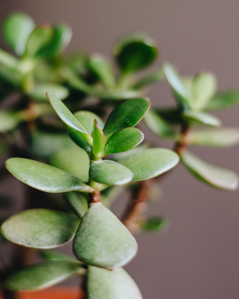 Crassula ovata