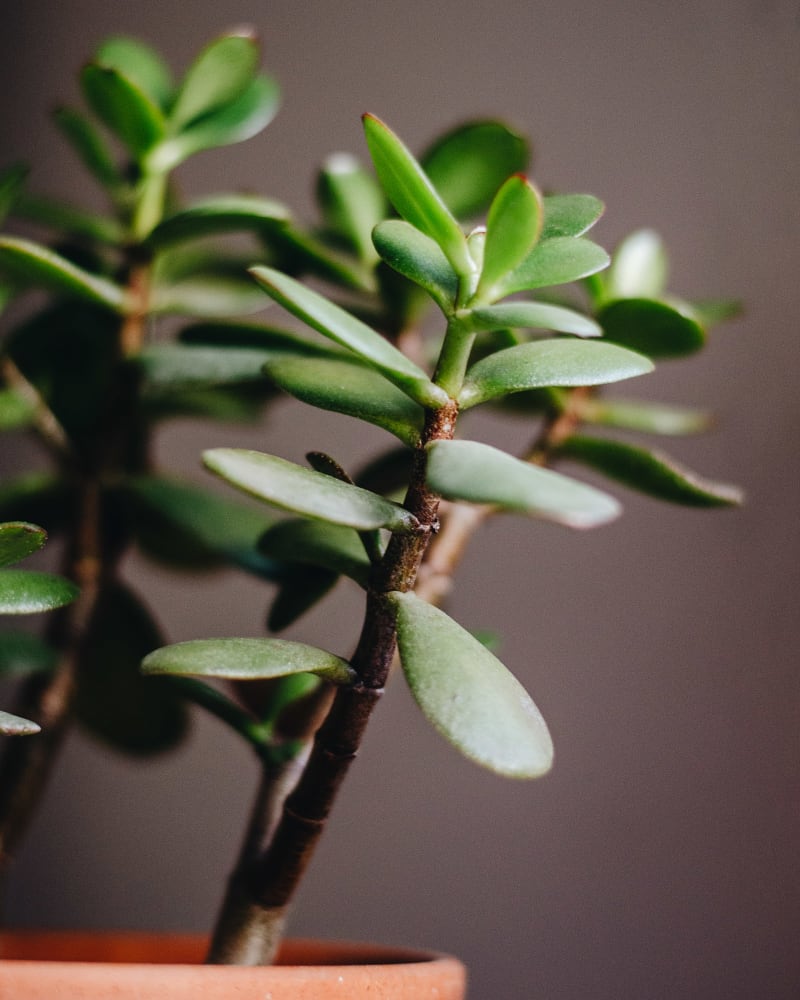 Crassula ovata