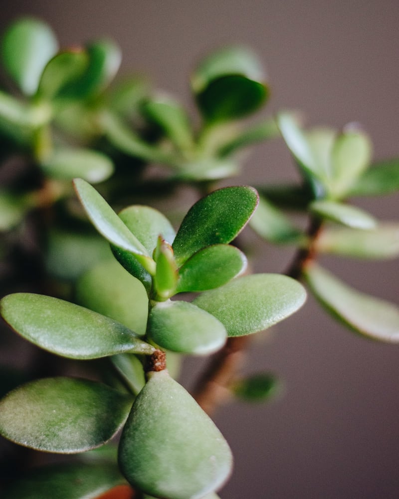 Crassula ovata