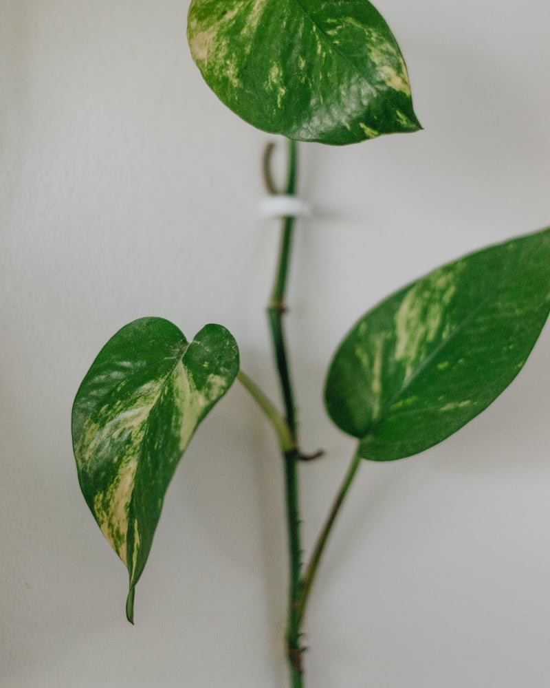 Epipremnum aureum