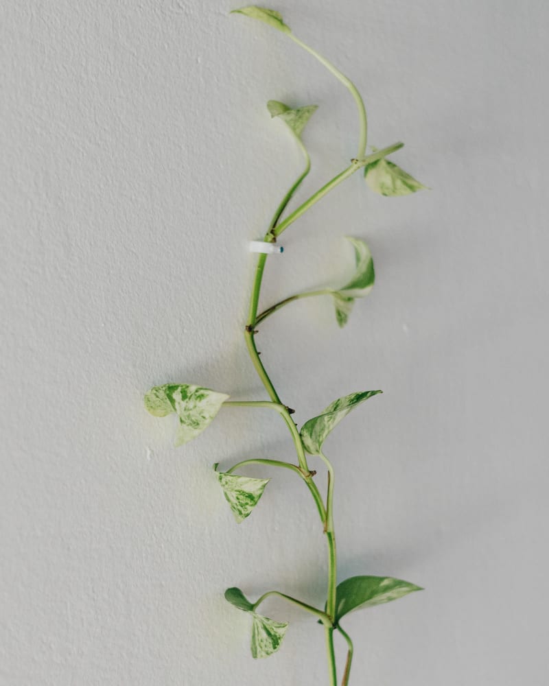 Epipremnum aureum