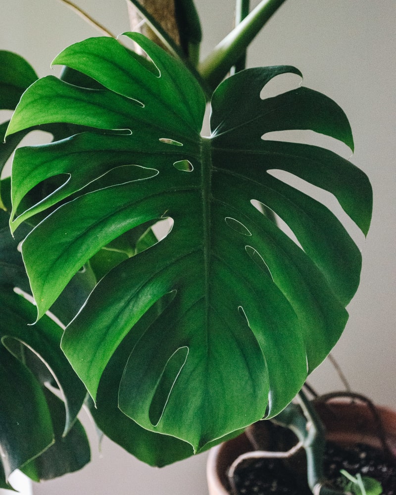 Monstera deliciosa