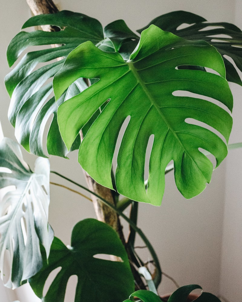 Monstera deliciosa