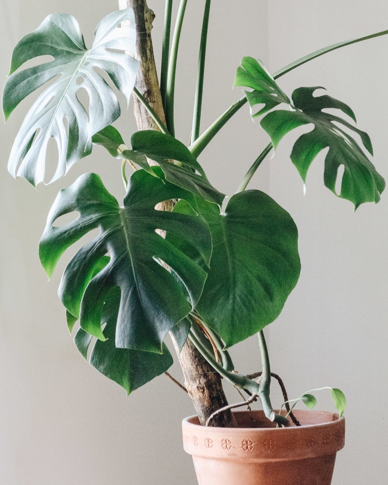 Monstera deliciosa