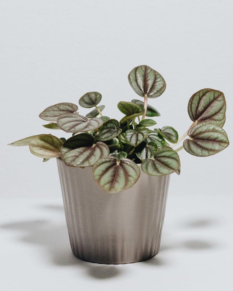 Peperomia ‘Piccolo Banda’