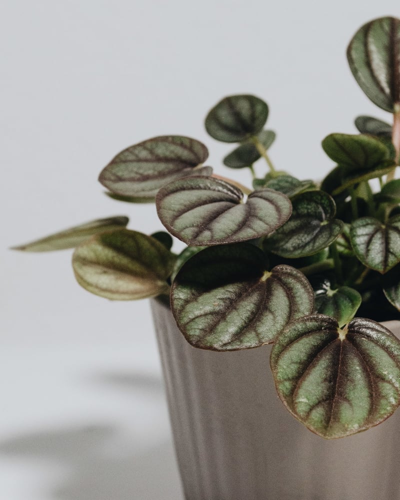 Peperomia ‘Piccolo Banda’