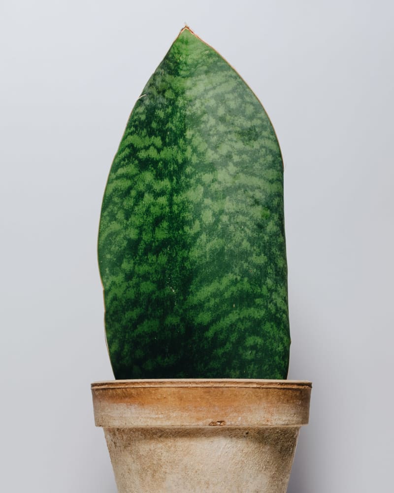 Sansevieria masoniana