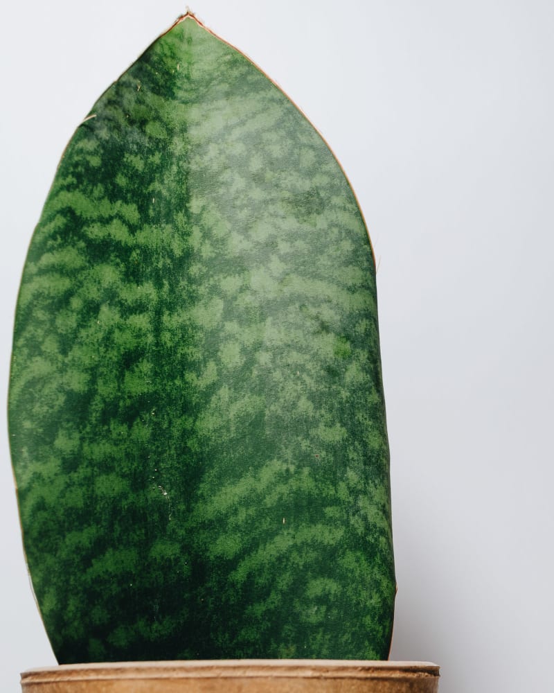 Sansevieria masoniana