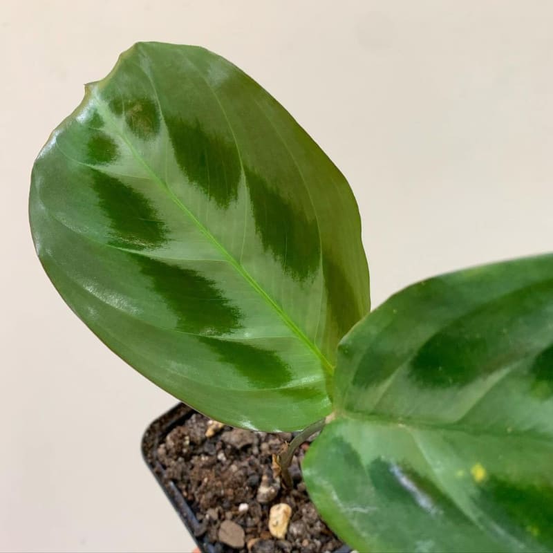 Maranta Gold Maranta species, cultivars and hybrids - genus Maranta