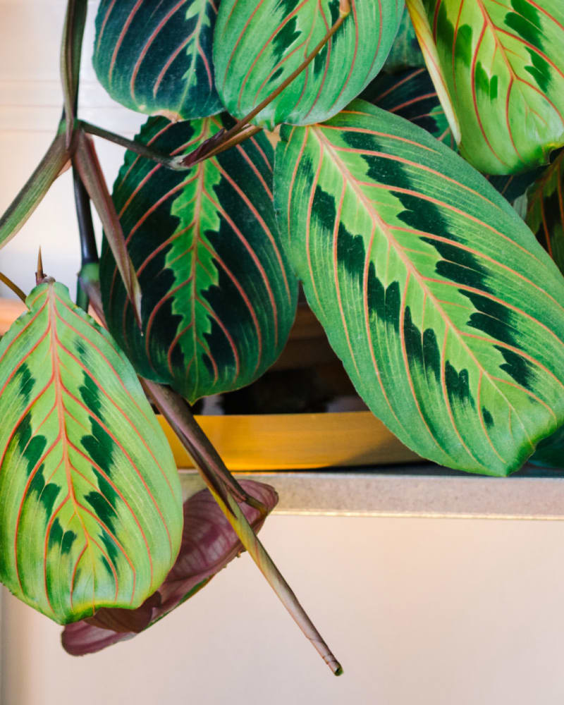 Display Maranta Collection Maranta species, cultivars and hybrids - genus Maranta