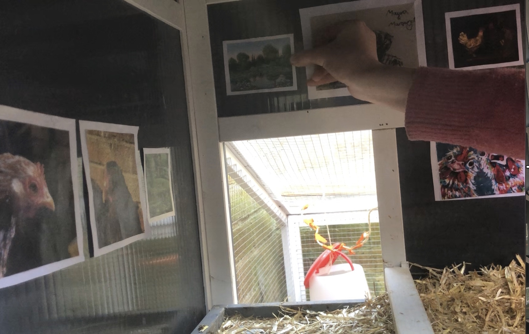 Chicken coop installation shot 6