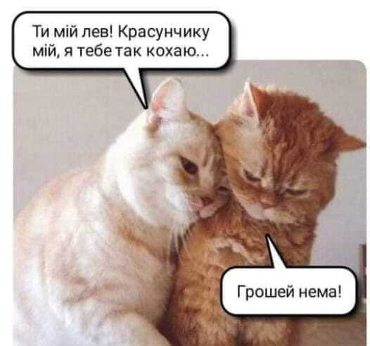 Мем с котами