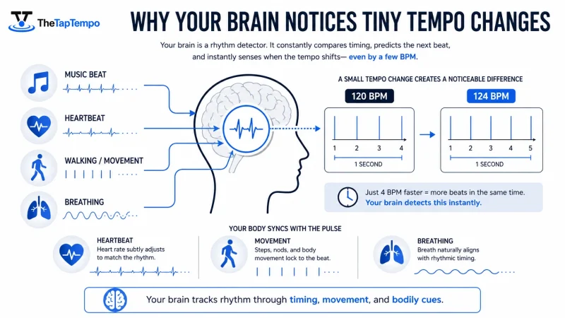 How the brain perceives small tempo changes through rhythm and bodily cues