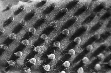 photos foto bianco nero black white analogue photographer fotografo black&white