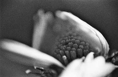 photos foto bianco nero black white analogue photographer fotografo black&white