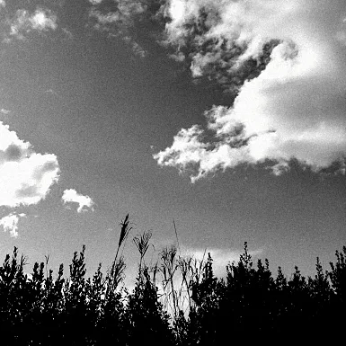 smartphone photography cypresses Tuscany Toscana black&white