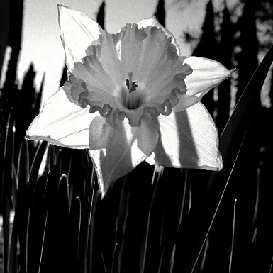 photos foto bianco nero black white analogue photographer fotografo black&white