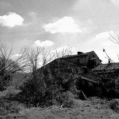 smartphone photography siluette tree black&white