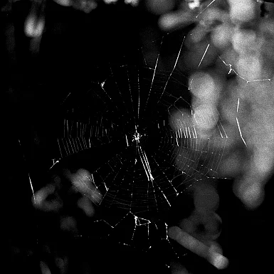 photos foto bianco nero black white analogue photographer fotografo black&white