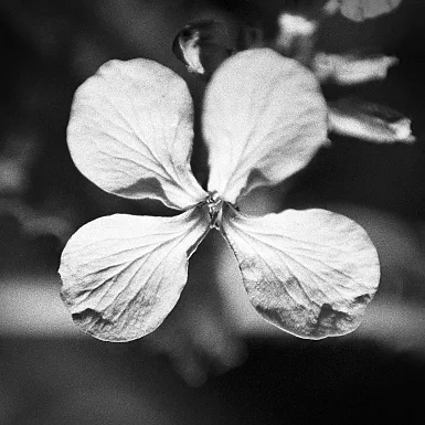 photos foto bianco nero black white analogue photographer fotografo black&white