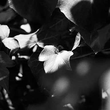 photos foto bianco nero black white analogue photographer fotografo black&white