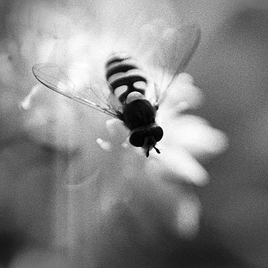 photos foto bianco nero black white analogue photographer fotografo black&white