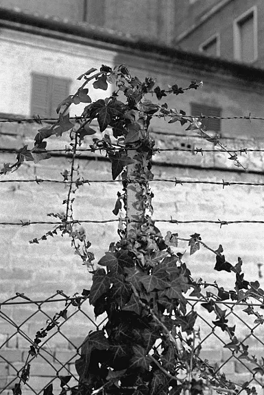 photos foto bianco nero black white analogue photographer fotografo black&white