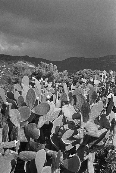 photos foto bianco nero black white analogue photographer fotografo black&white