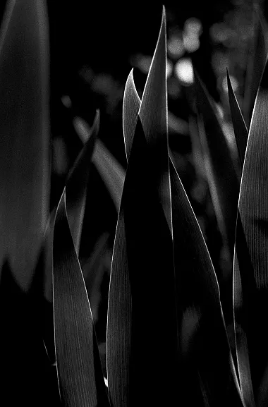 photos foto bianco nero black white analogue photographer fotografo black&white