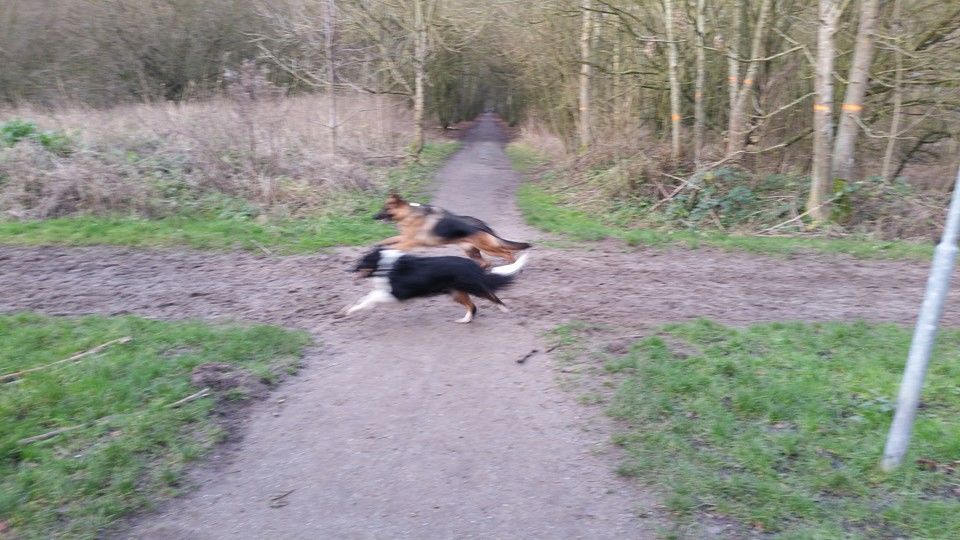 losloopgebied Amsterdamse Bos te Amstelveen