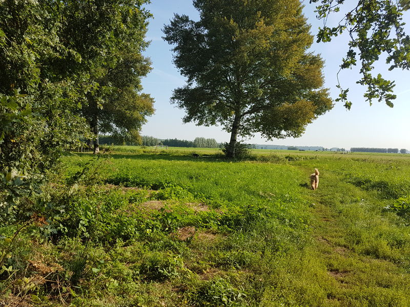 losloopgebied Alblasserbos te Papendrecht