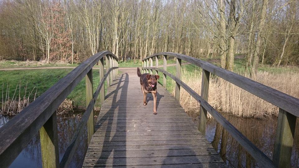losloopgebied Abtswoudebos te Delft
