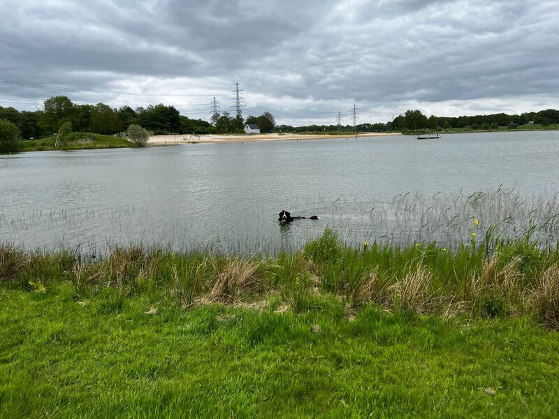 losloopgebied Baggelhuizerplas te Assen / Witten