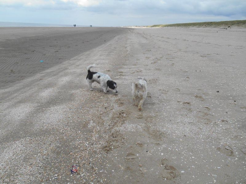 losloopgebied Badstrand te Rockanje
