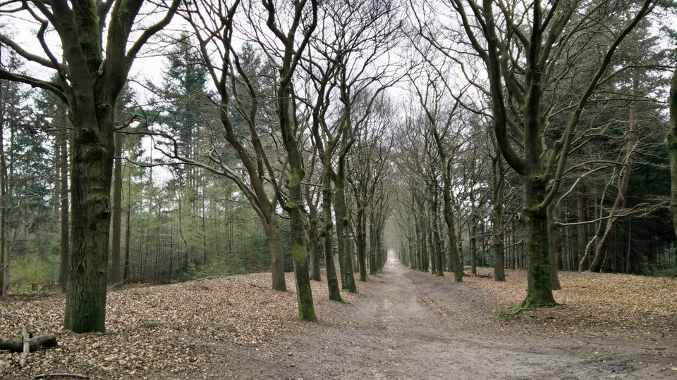 losloopgebied Amerongse Bos te Amerongen
