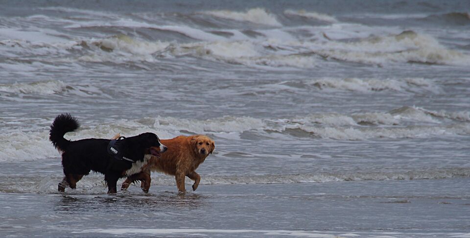losloopgebied strand van Ameland