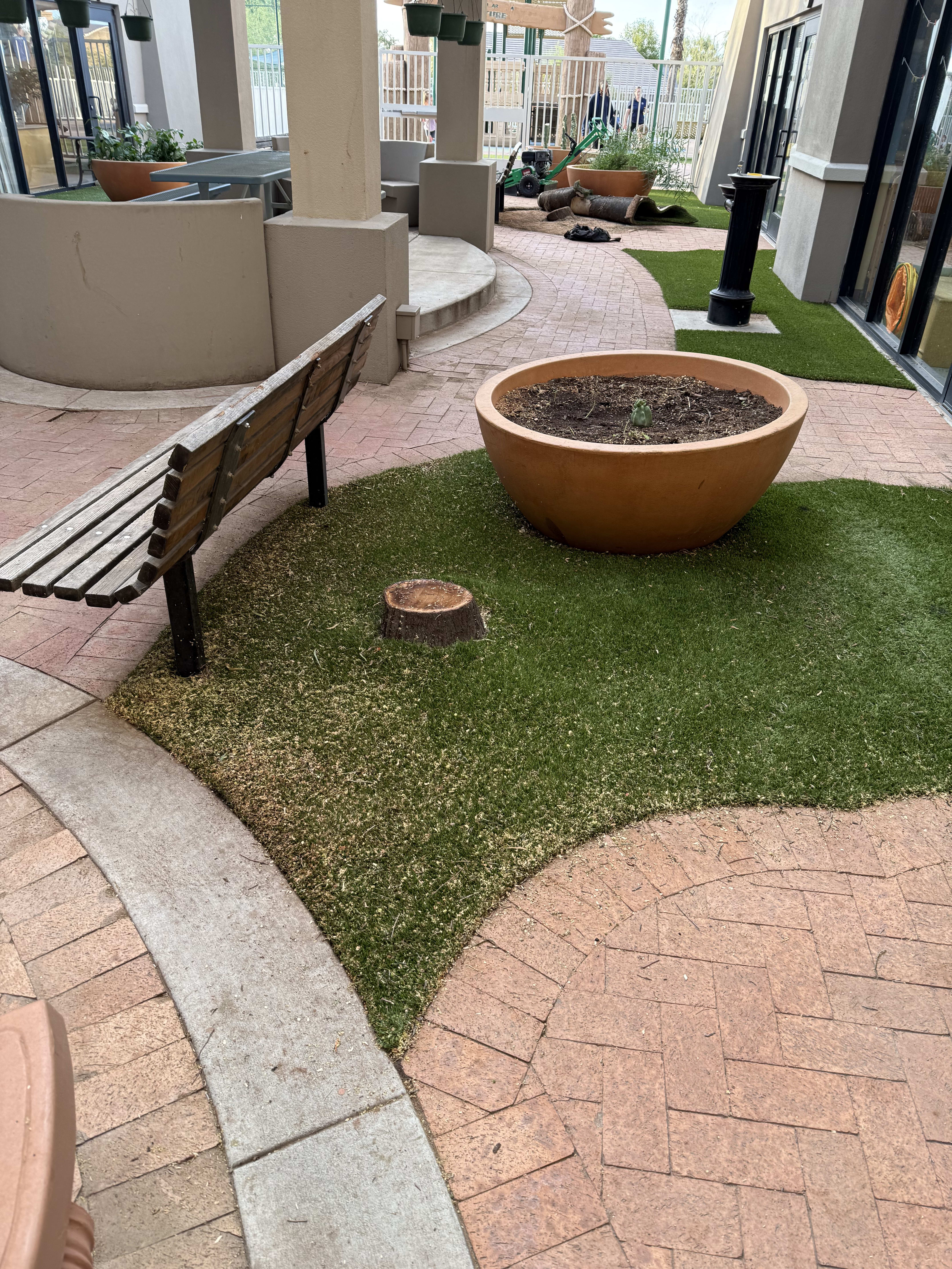 Tree stump before professional grinding in Phoenix Arizona