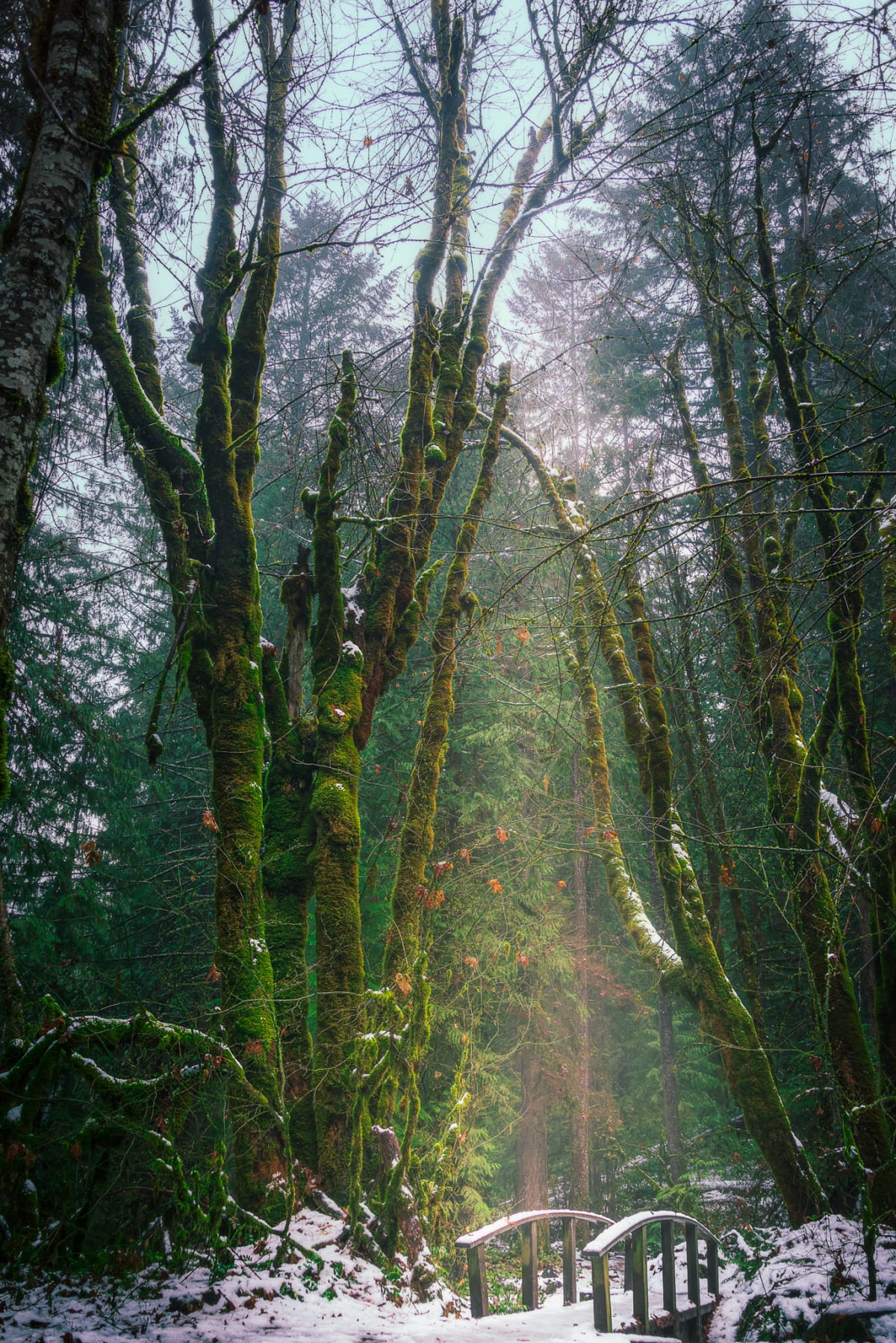 Enchanted Winter Woods fine art print - pacific northwest photography by Southbound Studios
