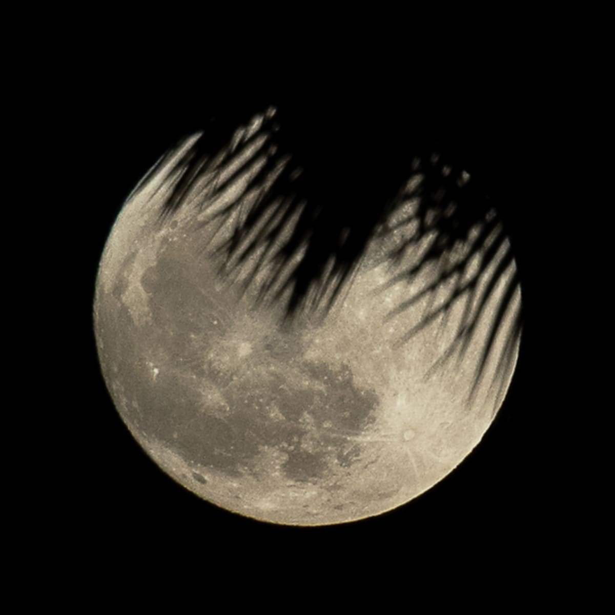Palm Frond Moon fine art print - night sky photography by Southbound Studios