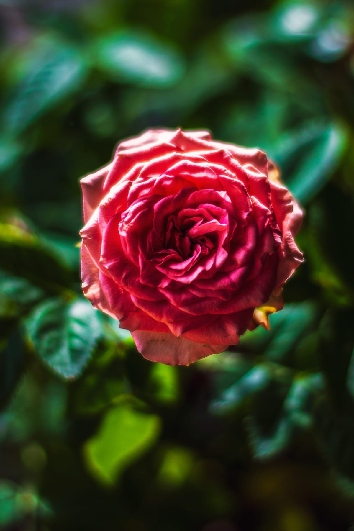 Crimson Rose in Bloom fine art print - flora photography by Southbound Studios