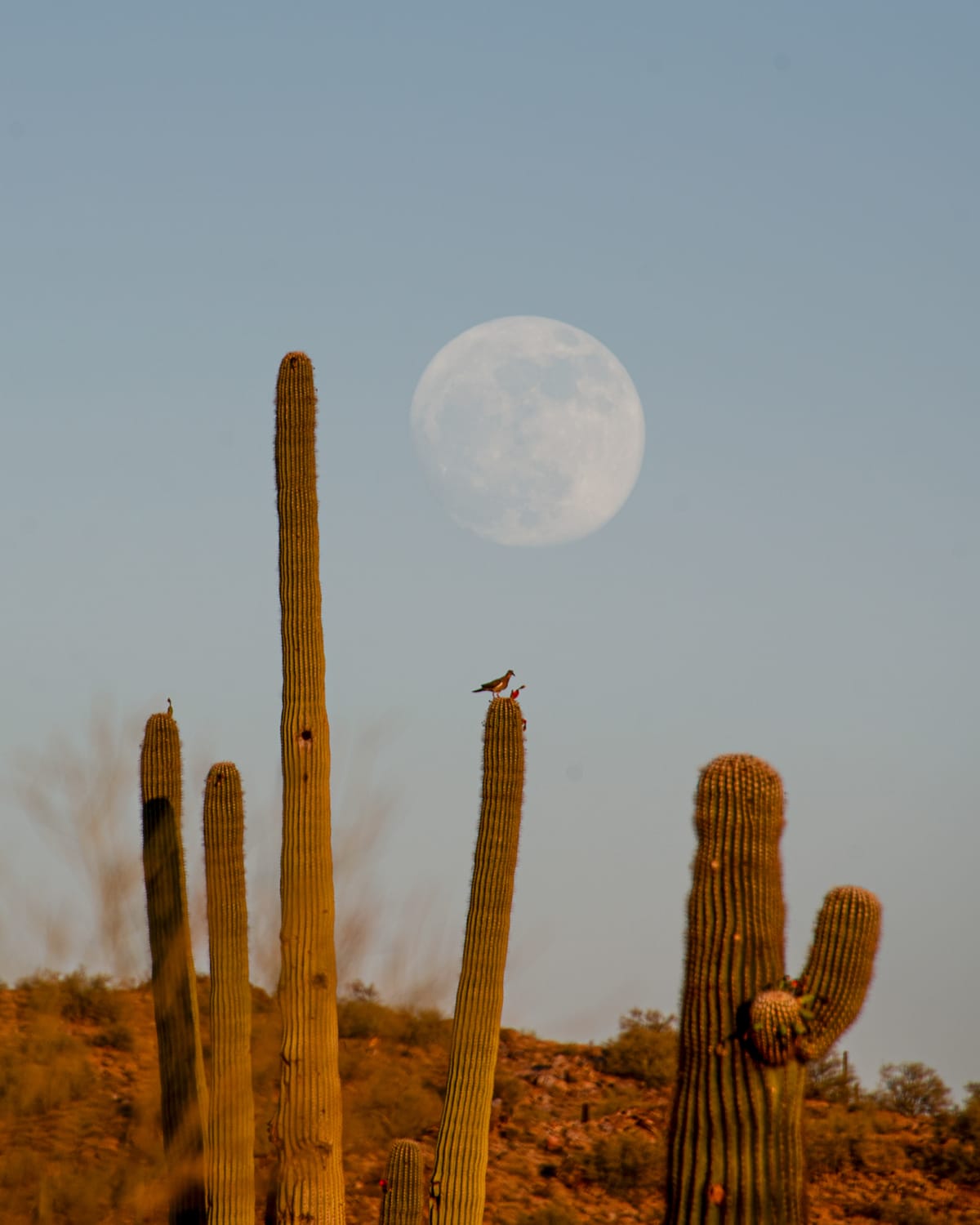 Moonrise Over the Saguaros fine art print - desert & cactus photography by Southbound Studios