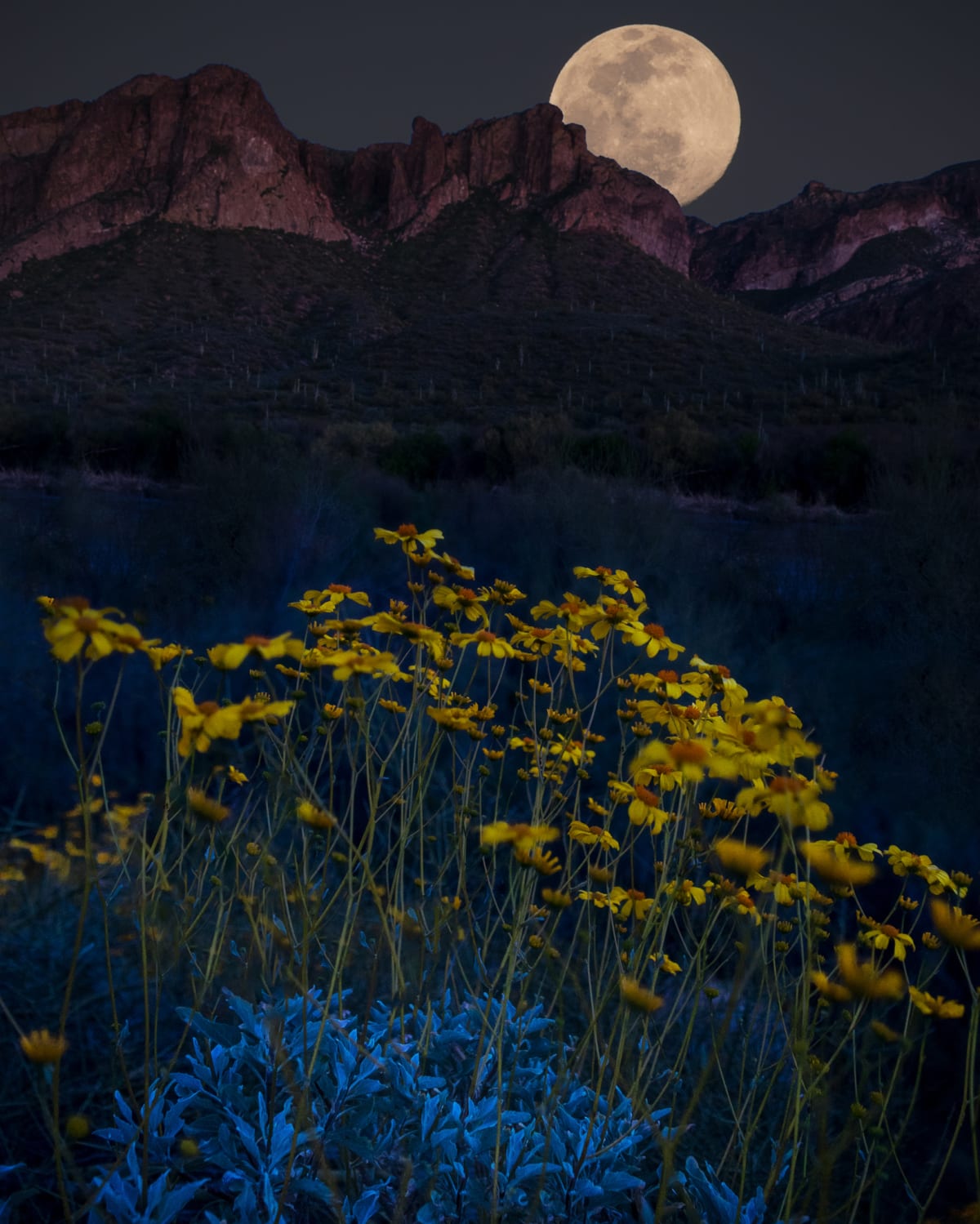 Wildflower Moonrise at the Superstitions fine art print - night sky photography by Southbound Studios