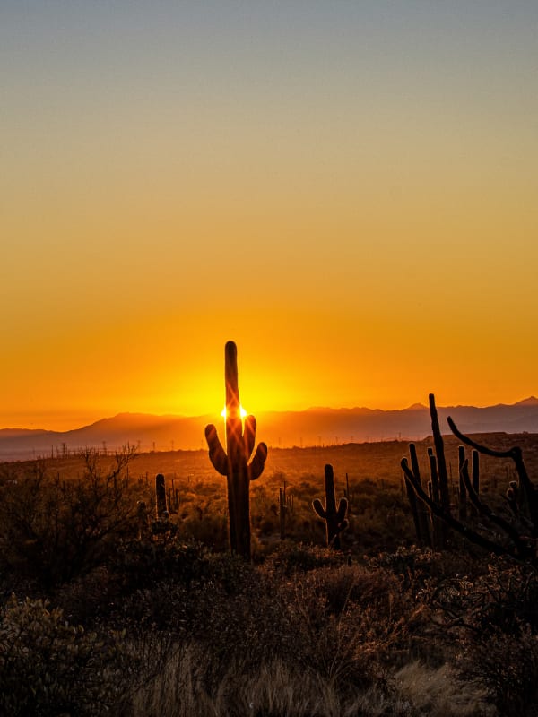 Saguaro Sunbreak at Dawn — Fine Art Print by Southbound Studios