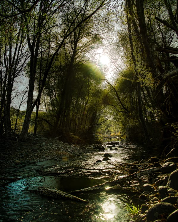 Sunlit Creek Through the Canopy — Fine Art Print by Southbound Studios