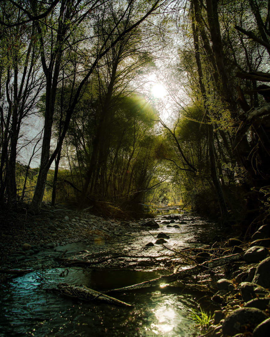 Sunlit Creek Through the Canopy — Framed Print on gallery wall